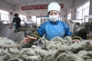 品質源于源頭 鄂爾多斯羊絨集團原材料加工廠探秘