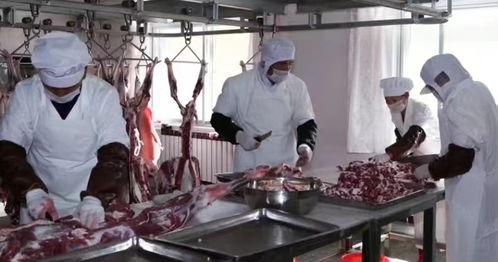 陜西榆林橫山羊肉 國宴一品背后的民生民計